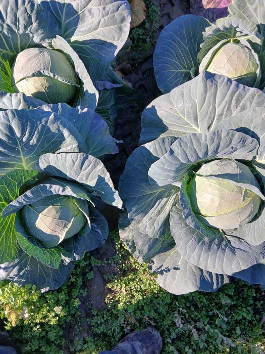 Vand varza Bucharest