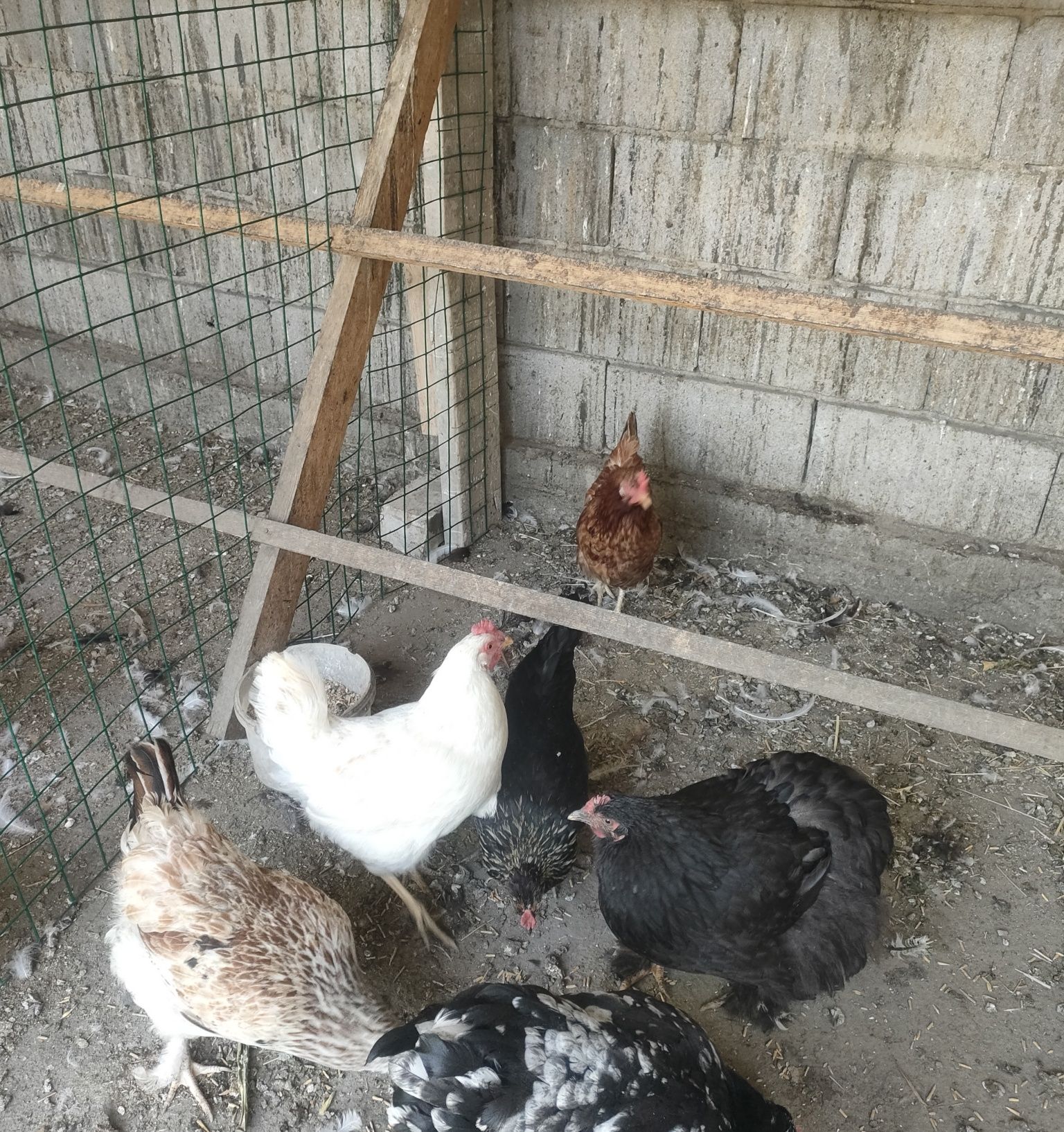 Продам Курей 5 штук.