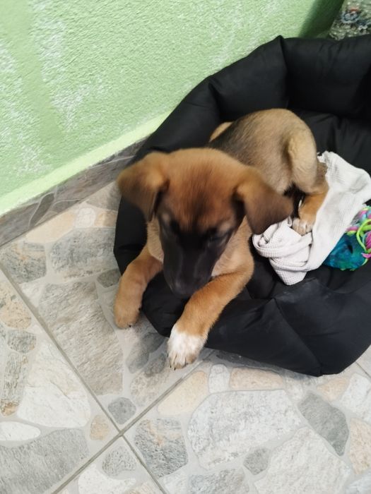 Белгийска овчарка