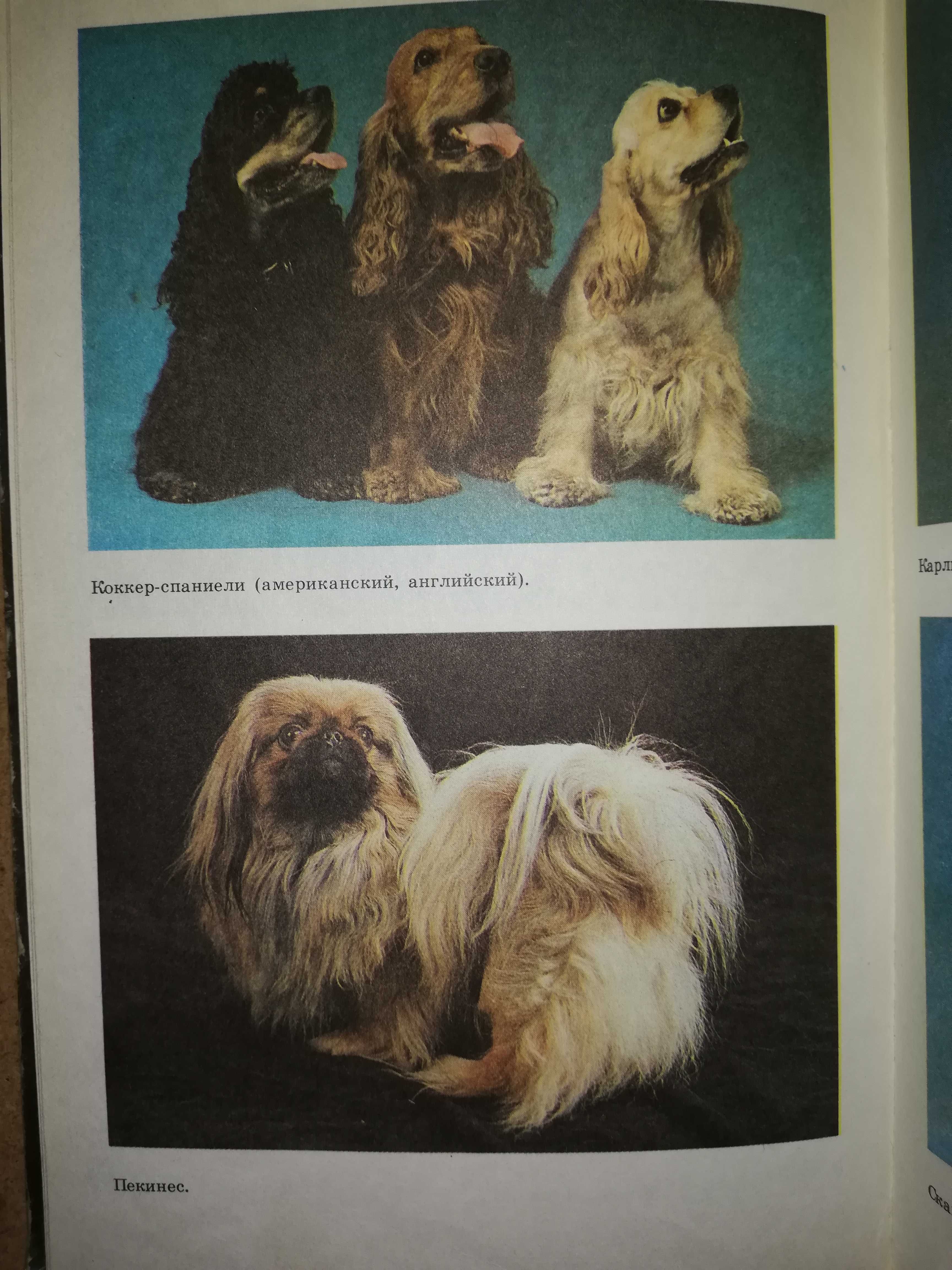 Книга "Декоративное Собаководство"
