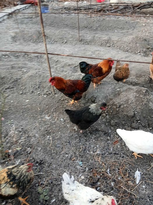 Куры,утки продам