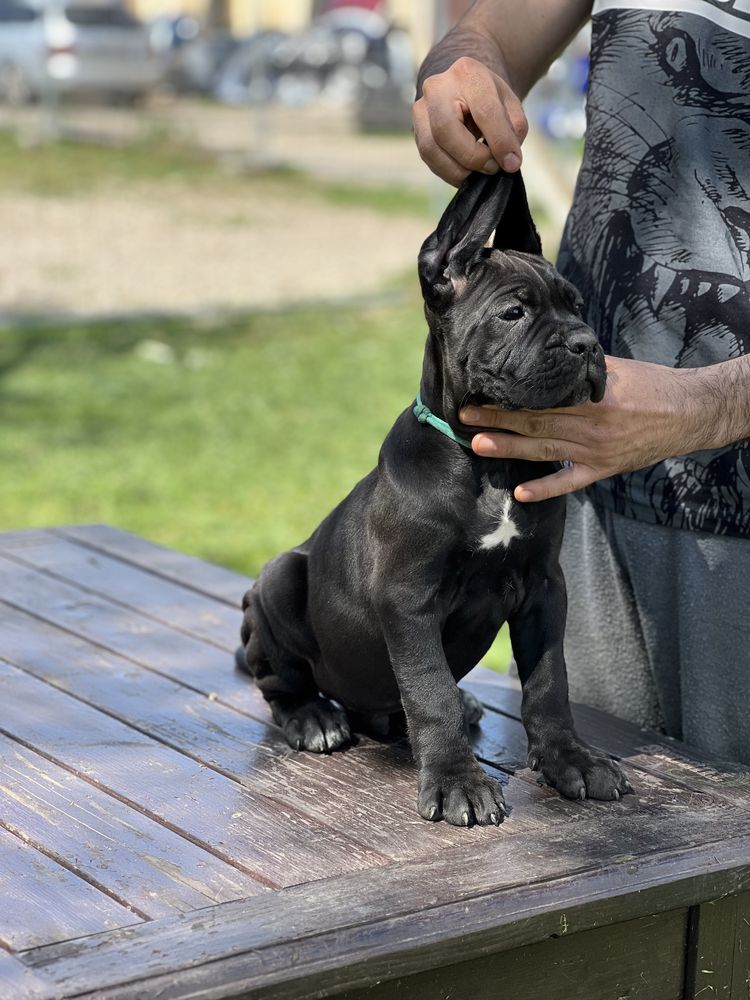 Mascul cane corso italiano negru
