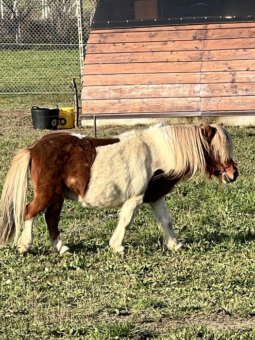 Ponei armasar 75-80 cm la greaban