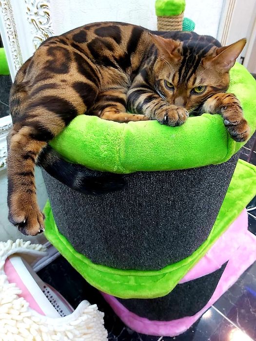 Бенгальские - котята! Крупные- и яркие! Носители- угля