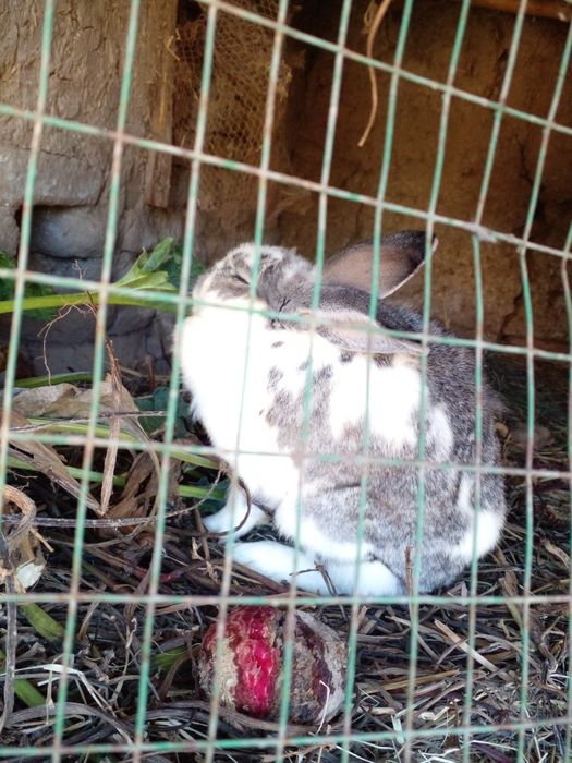 Urg‘ochi quyon 2yosh