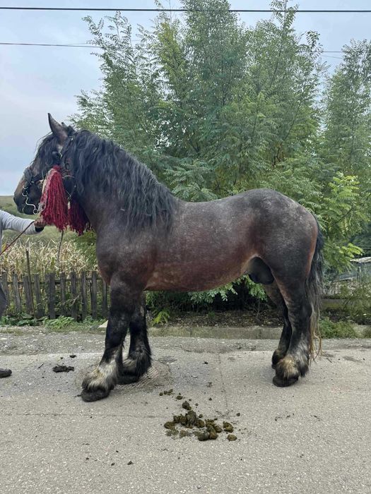 Vand armasar de 8 ani