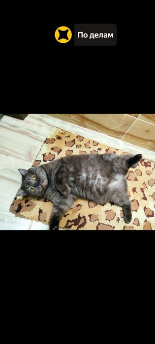 Отдам в хорошие руки , британец