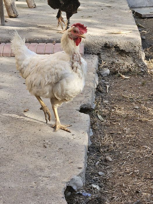 Петухы Хан хаяп, хурозлари