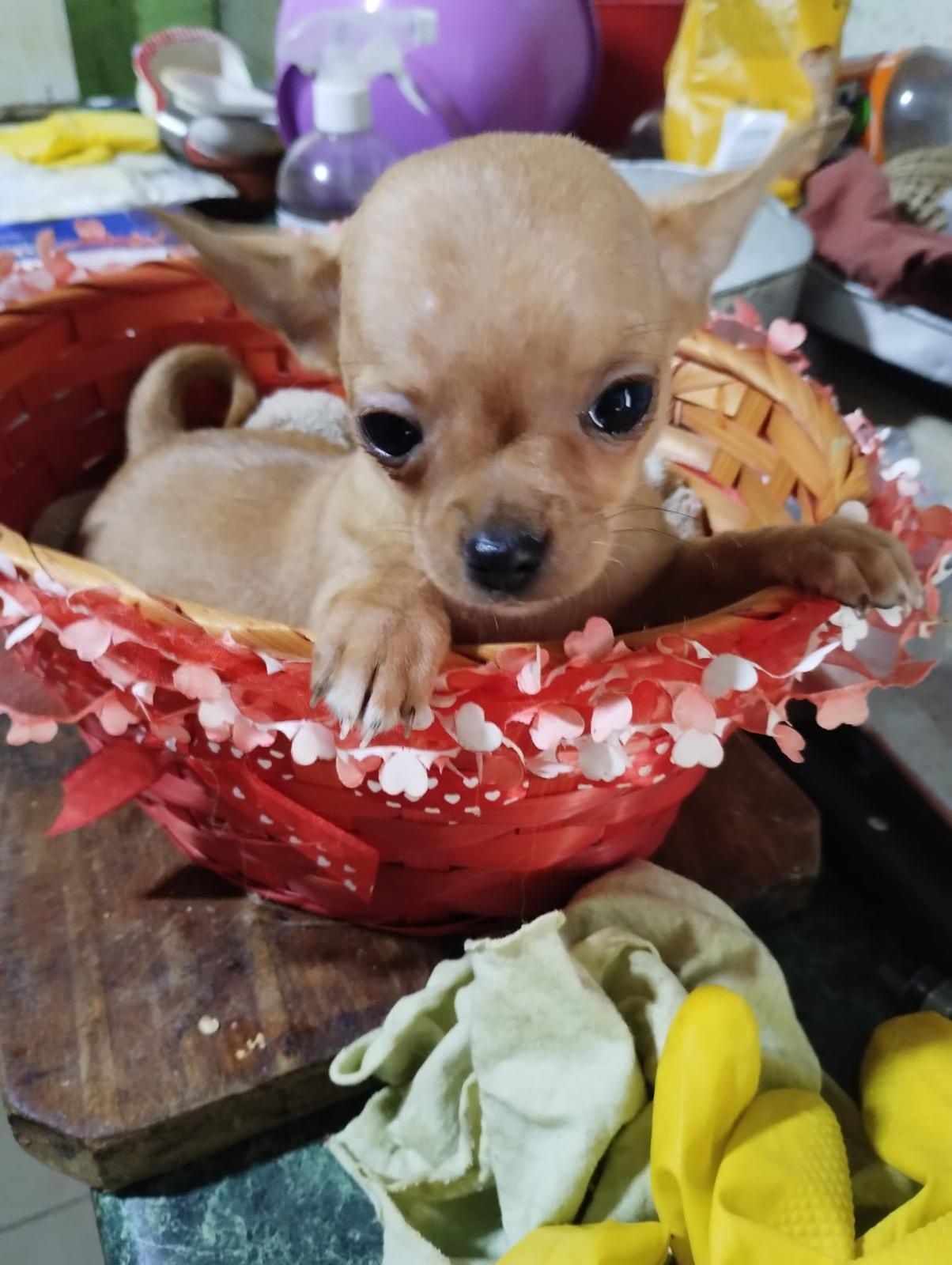 vând pui chihuahua