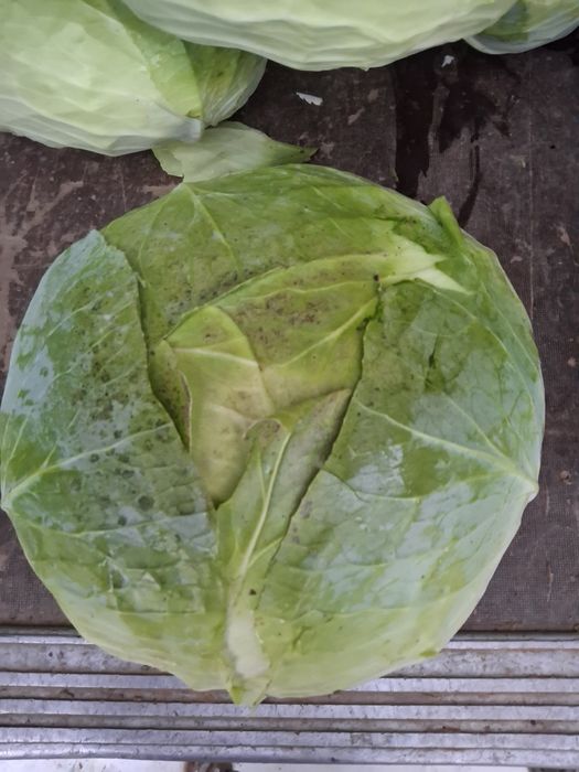 Vand Varza AutumKing F1