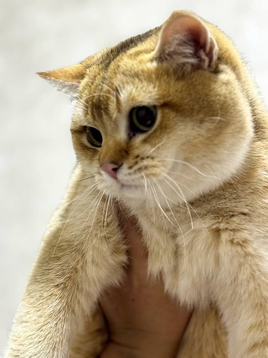 Взяка!! Британская золотистая шинишилла