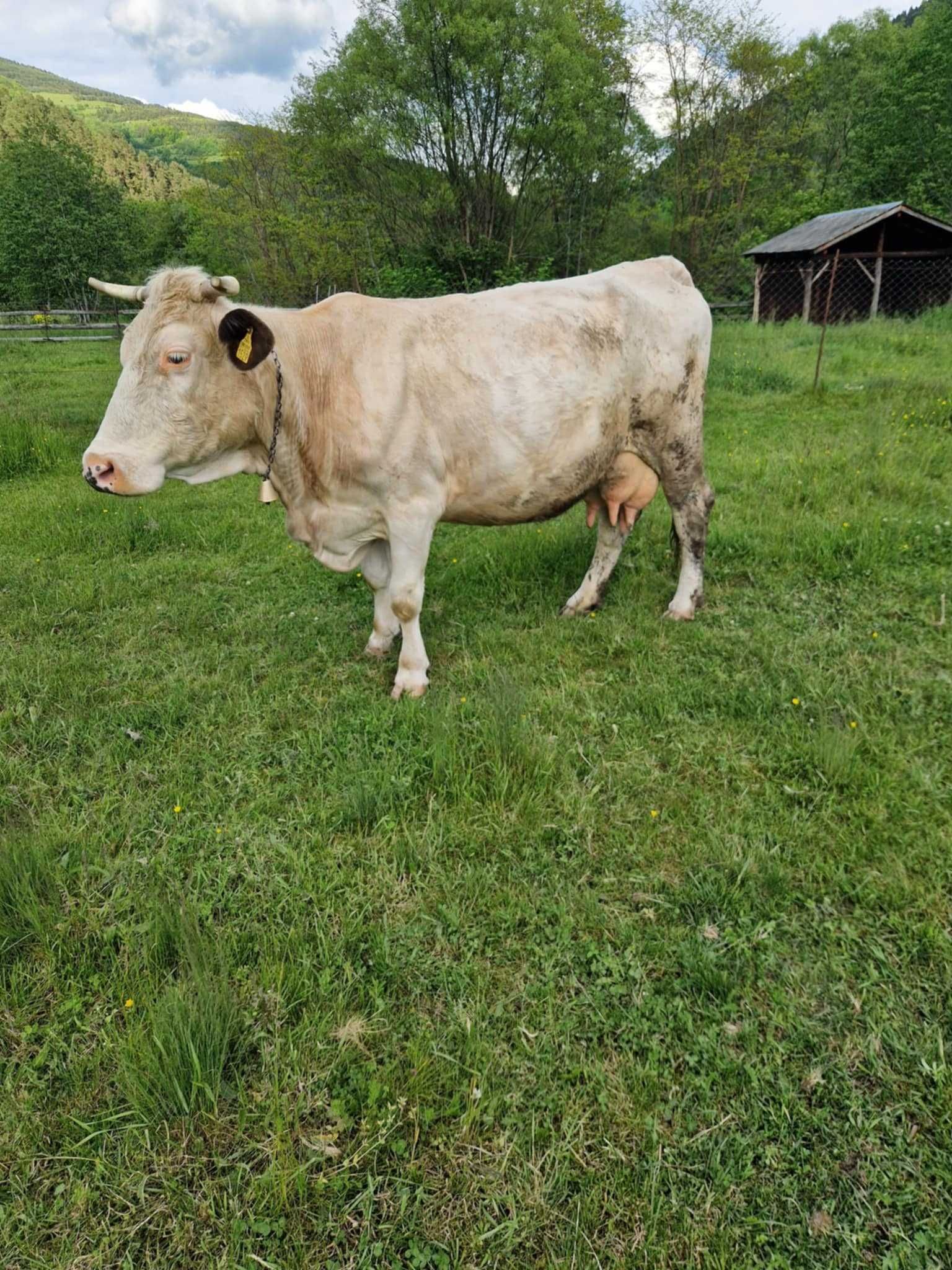 Vaca baltata 20l lapte la zi