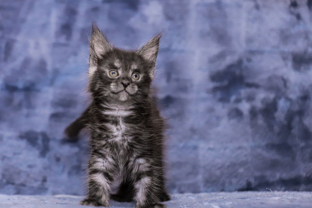 Котята породы Мейн кун классик, клубные с документами.