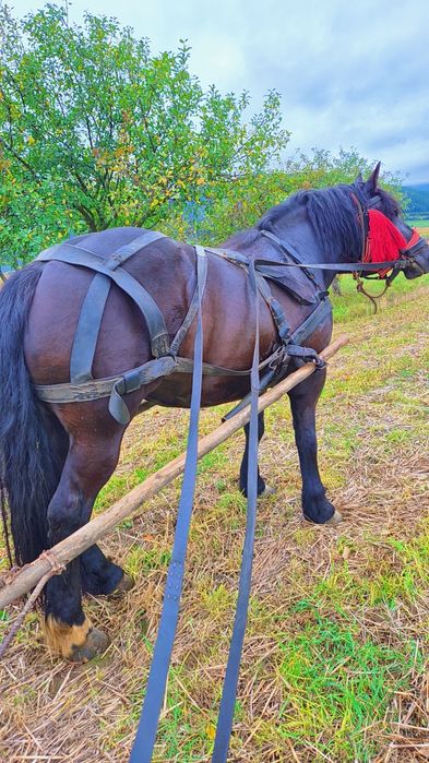 Iapa neagra de vanzare, schimb și cu vitei
