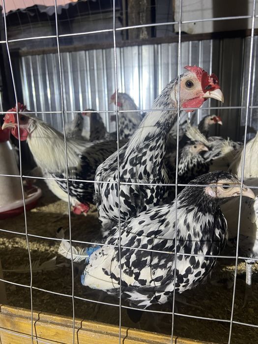 Vand perechi de Hamburg