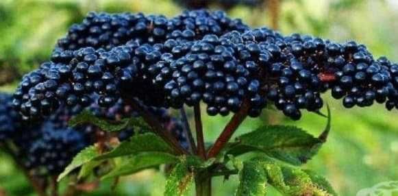 Гъст сироп от от черен бъз