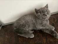 British shorthair blue