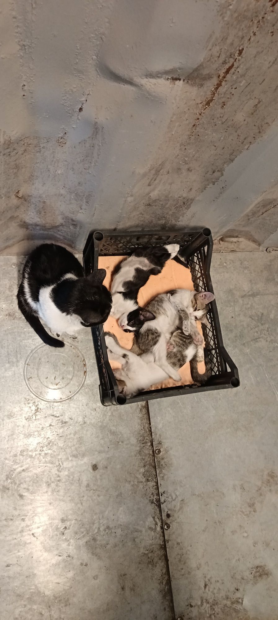 Mushuk tekinga bervoriladi