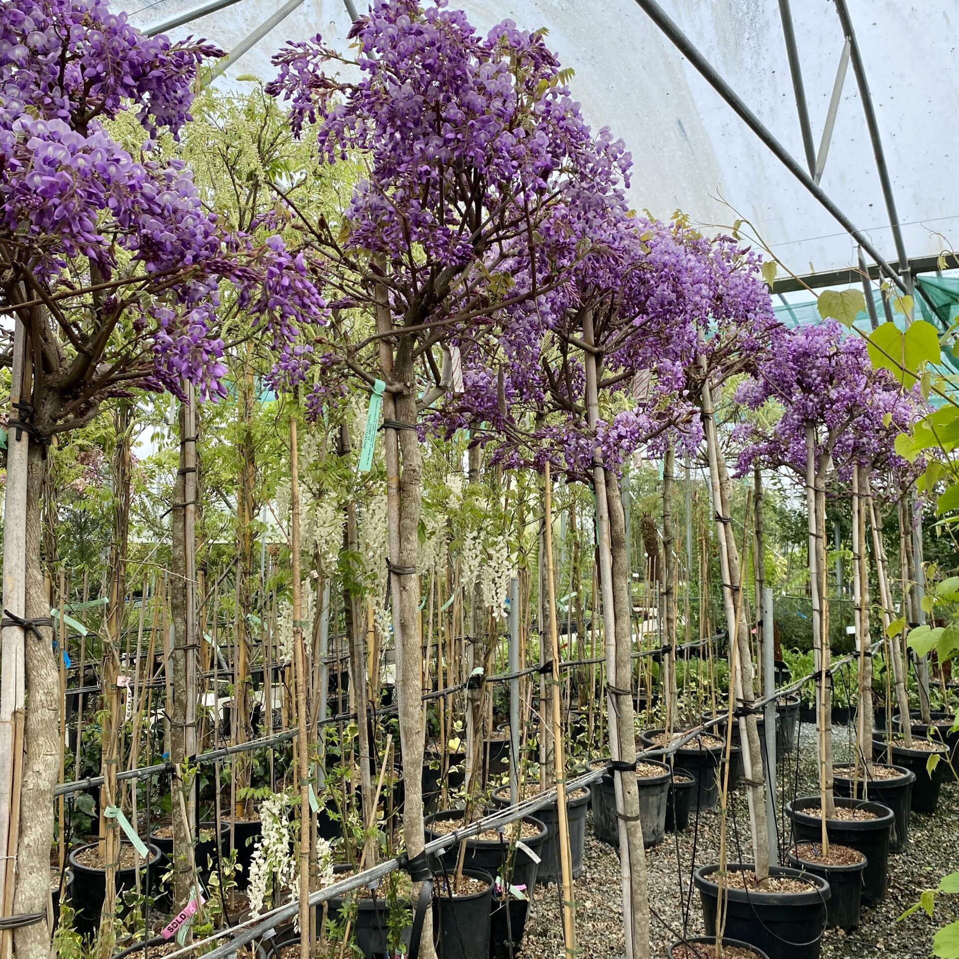 Vindem glicina altoiți la ghiveci și arbori de mătase la ghiveci