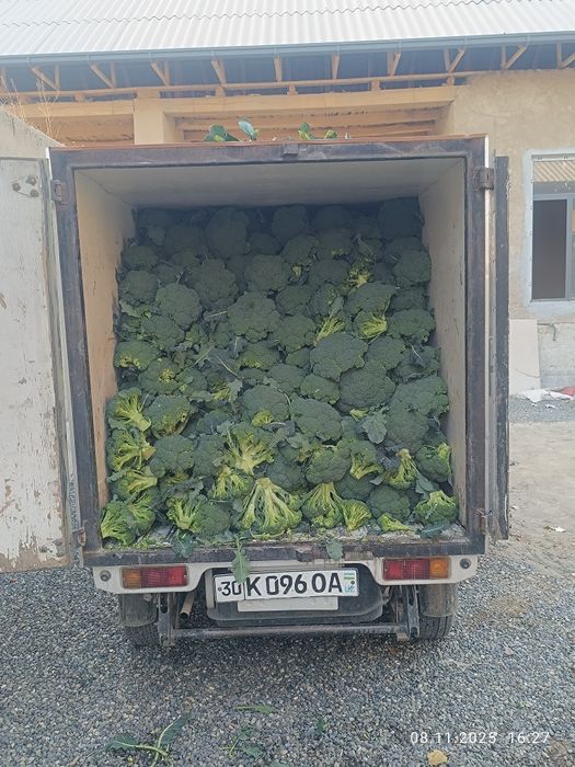 Brokkoli sotiladi sort naksus