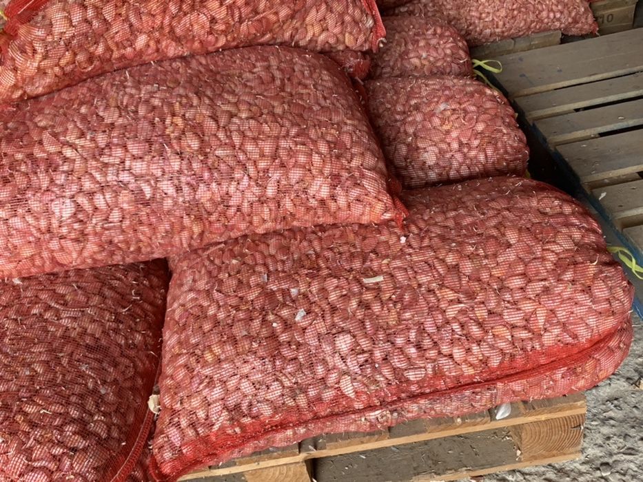 Vand usturoi soi national si chino pentru plantat