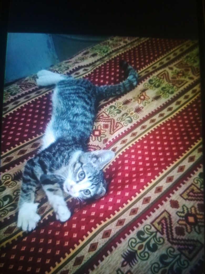 Отдам котят в добрые руки