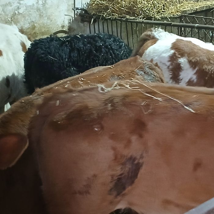 Vitei Intarcati tăurasi si vitele