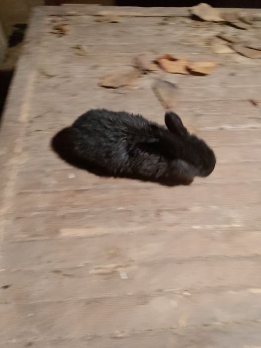 Quyon bolalari sotiladi