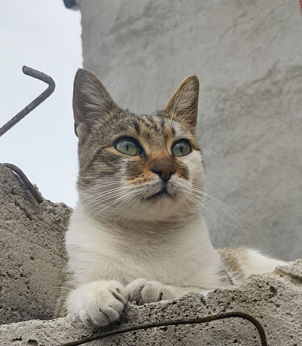 Adoptie gratuita responsabila pisic tanar