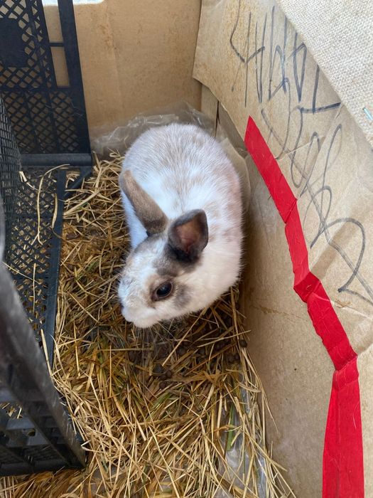 Кролик девочка кому нравиться позвоните на сумму 6 тысяч