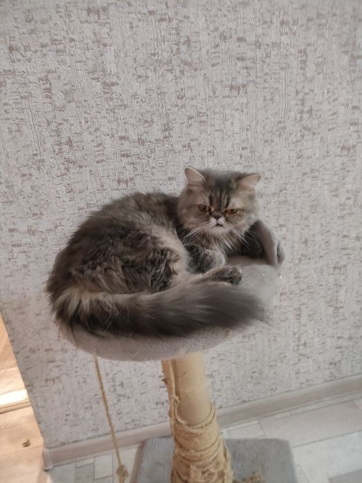 Отдам персидскую кошку