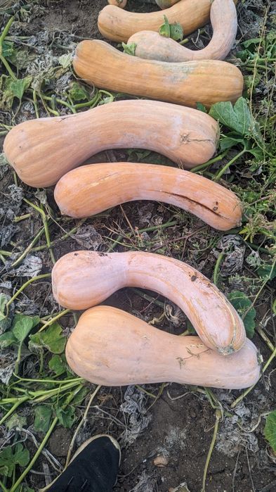 Продавам тикви за фураж