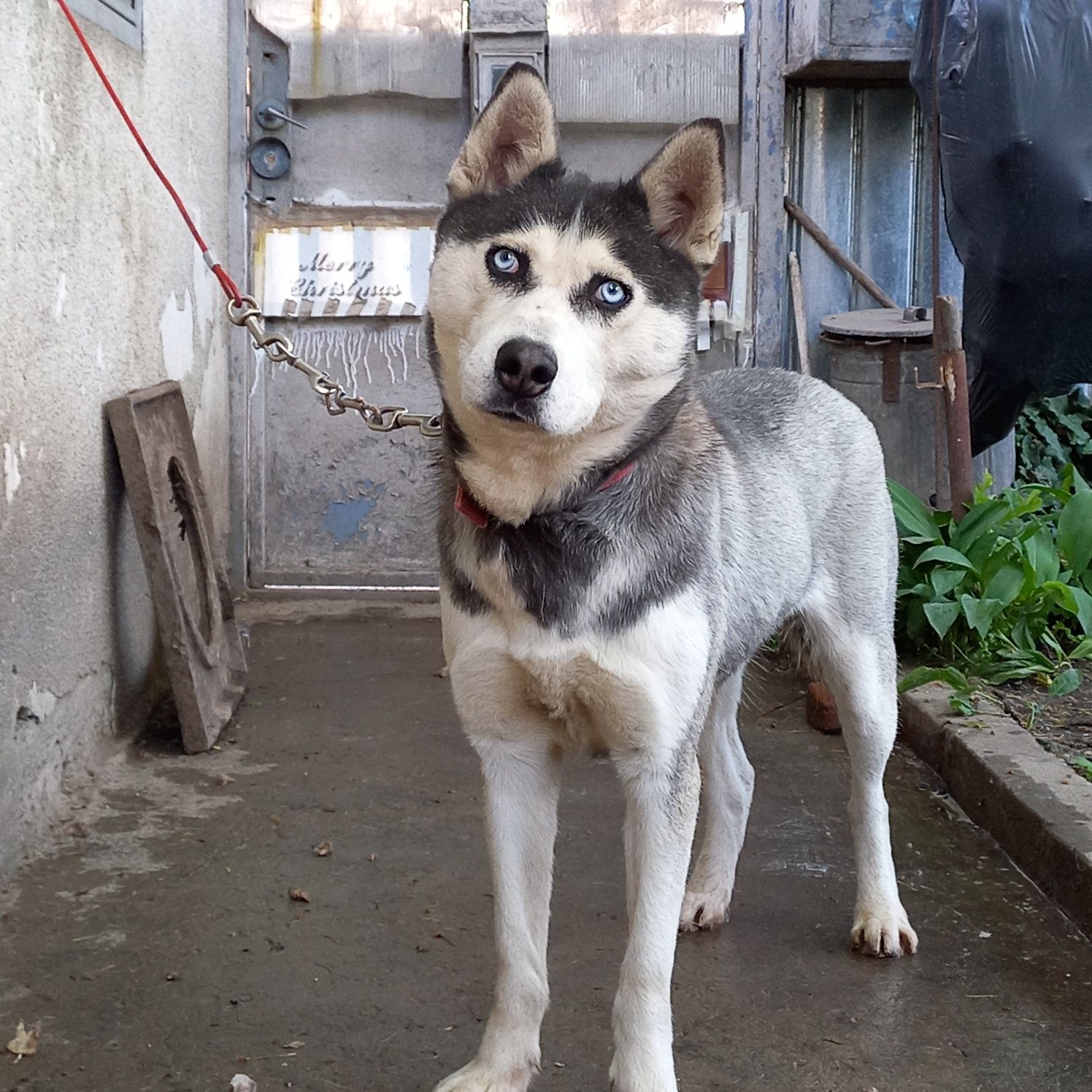 Ofer Husky Siberian