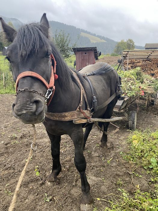 Vând mânz negru!