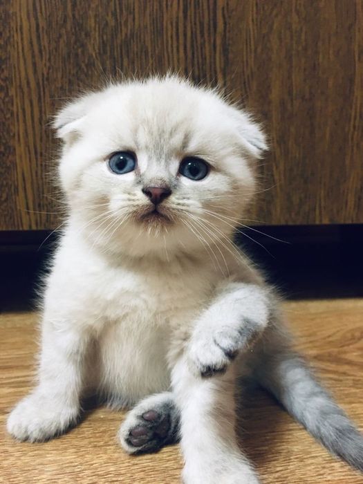 Шотландский вислоухий котёнок