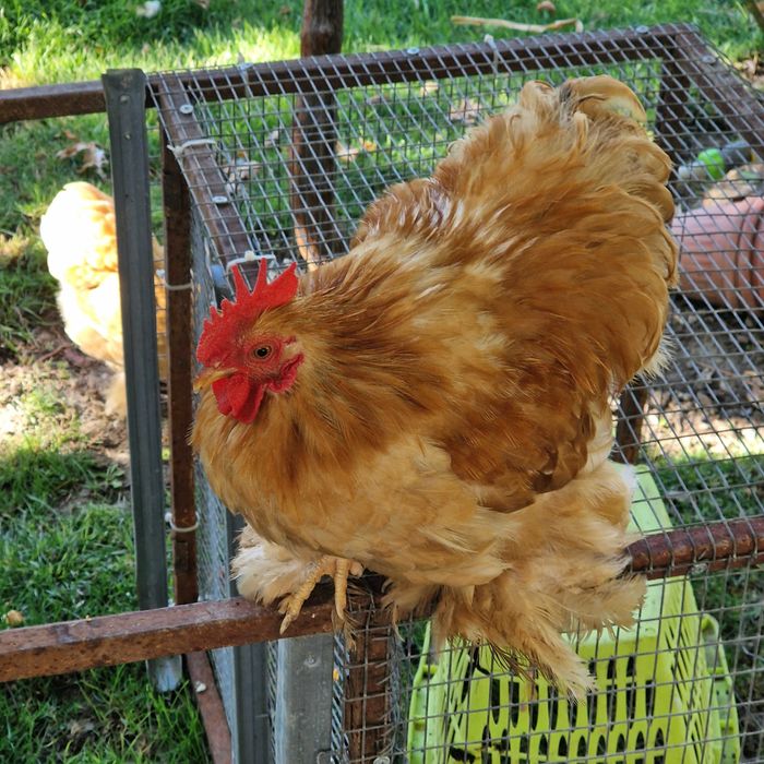 Продавам кохини.