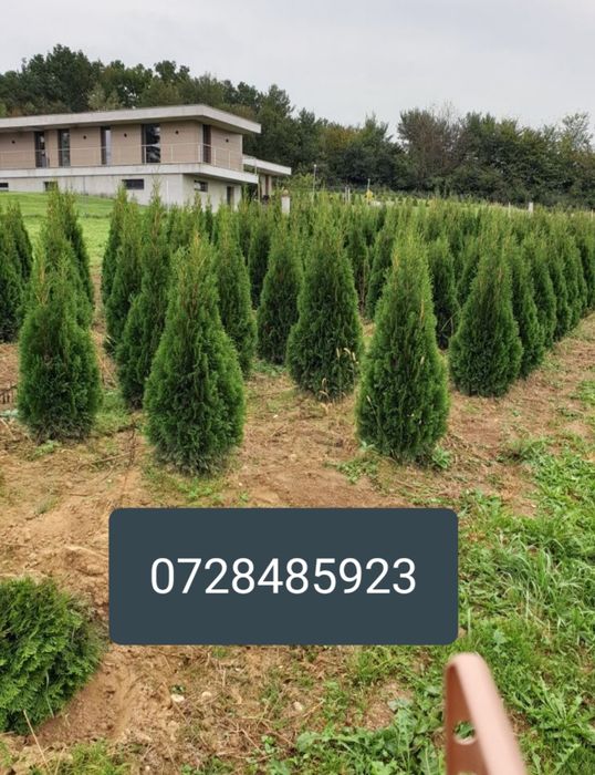 Tuia scoși din pepeniere proprie/ thuja occidentallis columnaris.gazon