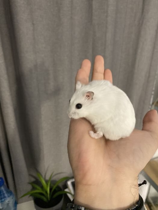 Cusca de hamsteri cu tot cu hamsteri