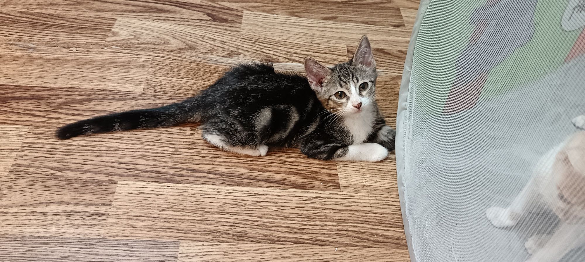 Продаётся котенок(мальчик)