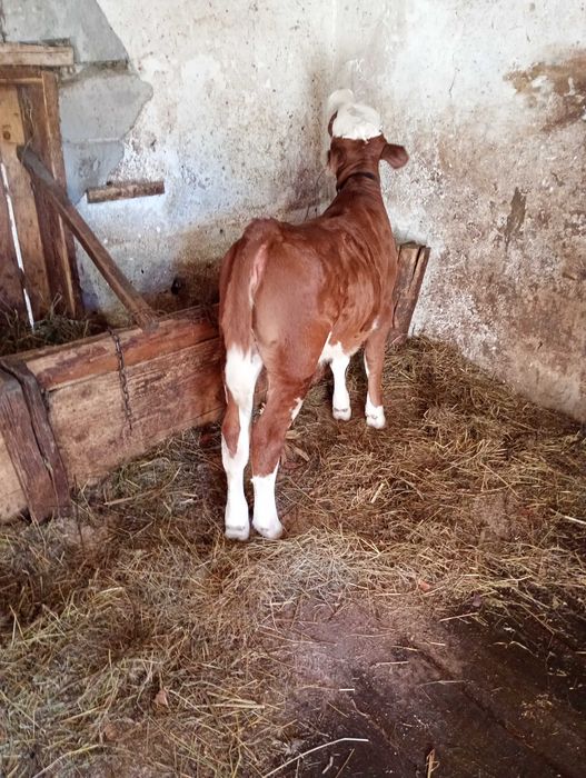 Vițea BR de vânzare