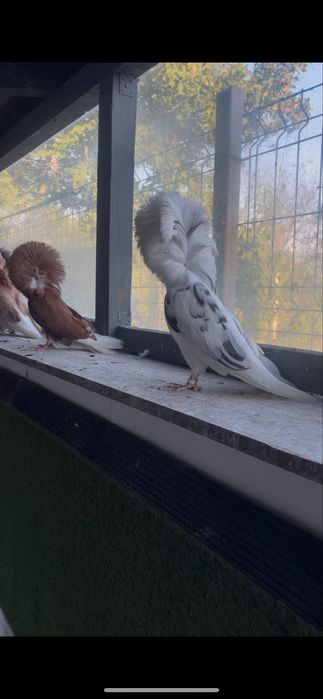 Porumbei Maria stuart