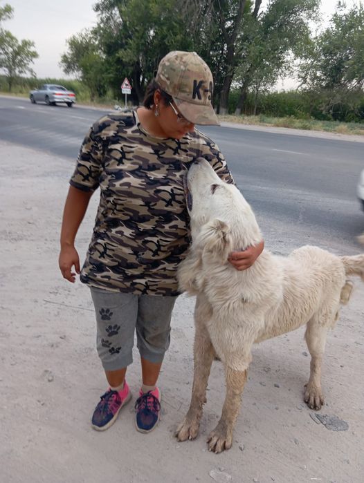 Дрессировка собак