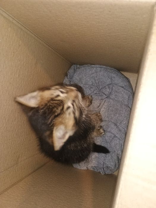 Ofer pisic spre adopție