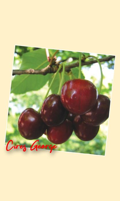 Cires (Soiul George )