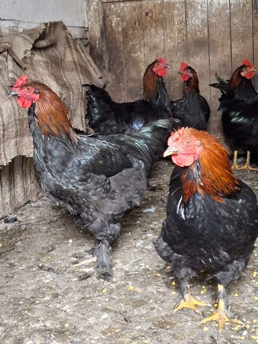 Vând cocosi, tineret de 5-6 luni