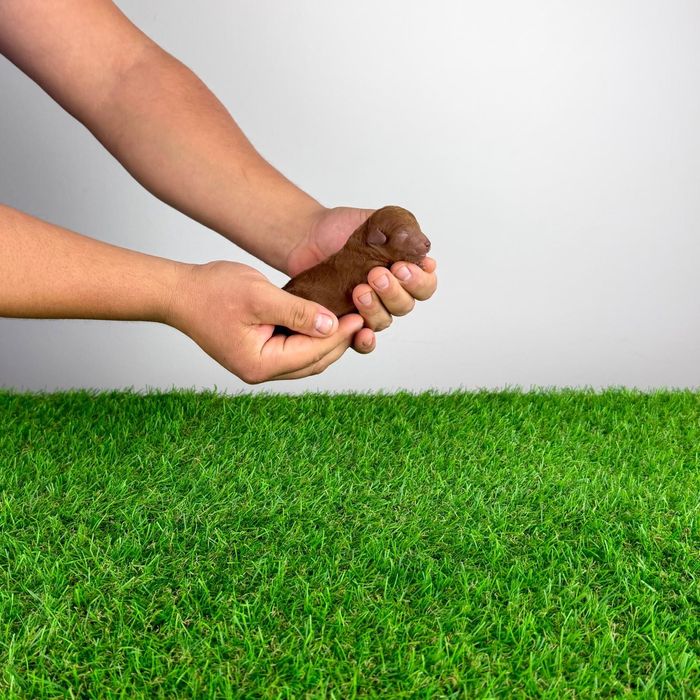 Poodle Toy cu Pedigree