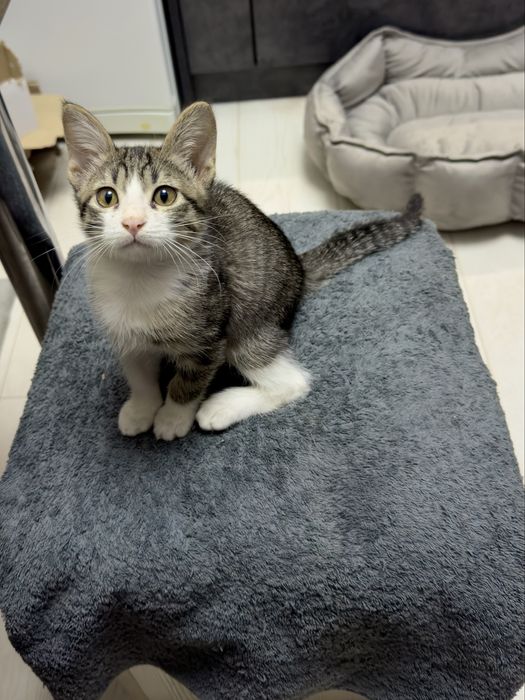 Домашний котенок девочка