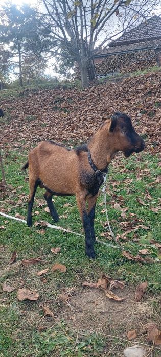 Vând țapi rasa Alpina Franceza