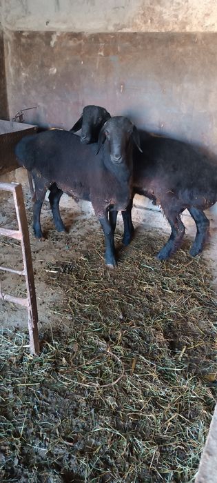 Срочно бахорги кучкор барра сотилади