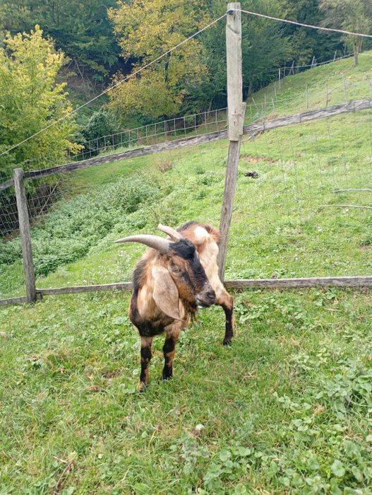 Vând țap anglonubian